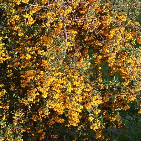 Willa Domaine Des 4Roses -Spa Et Serenite Furdenheim Zewnętrze zdjęcie