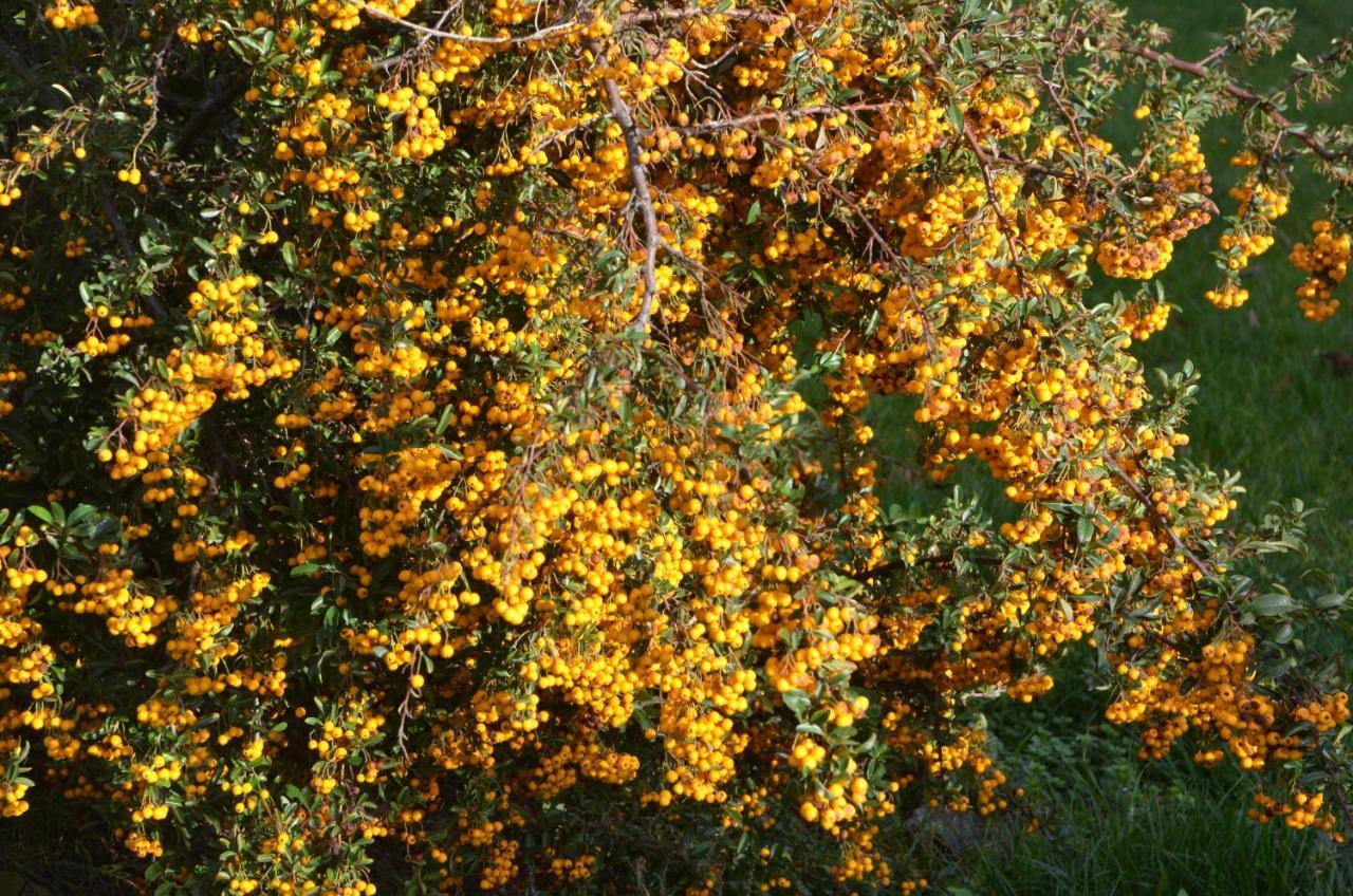 Willa Domaine Des 4Roses -Spa Et Serenite Furdenheim Zewnętrze zdjęcie